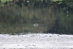 Wood Sandpiper, RSPB Old Moor.