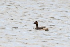 Black-necked Grebe, RSPB St Aiden's.