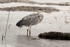 Grey Heron, RSPB St Aiden's.