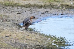 Little Grebe, RSPB St Aiden's.