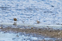 Ringed Plover, RSPB St Aiden's.