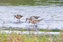 Ruff, RSPB St Aiden's.