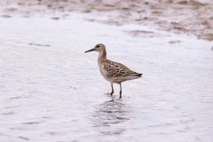 Ruff, RSPB St Aiden's.