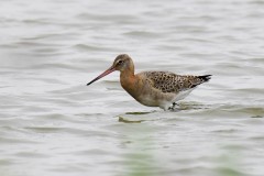 Black-tailed Godwit, RSPB Adwick Washlands.