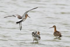 Black-tailed Godwit, RSPB Adwick Washlands.