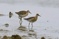 Ruff, RSPB Adwick Washlands.