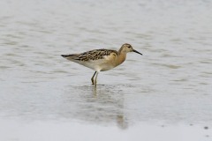 Ruff, RSPB Adwick Washlands.