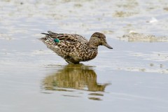 Teal, RSPB Adwick Washlands.