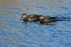 Gadwall, Lound, Notts.