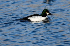 Goldeneye, Lound, Notts.