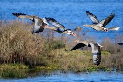 Greylag Geese, Lound, Notts.