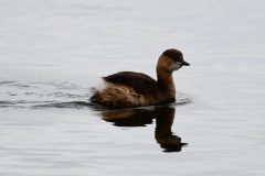 Dabchick, Old Moor.