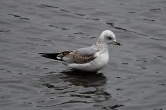 Herring Gull, Old Moor. Photo by Les Coe