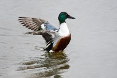 Shoveler, Old Moor.