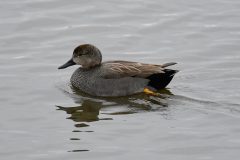 Teal (f), Old Moor.