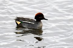 Teal (m), Old Moor.