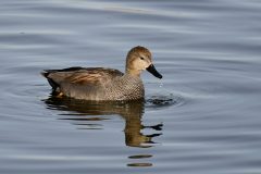 Gadwall, Lound.