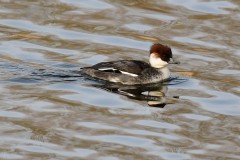 Smew (f), Lound.