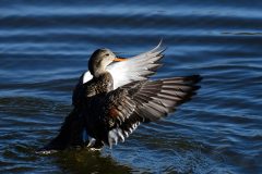 Gadwall, Old Moor.