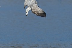 Herring Gull, Old Moor.