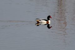 Shell Duck, Old Moor.