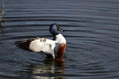 Shoveler, Old Moor.