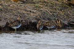 Snipe, Blacktoft Sands RSPB.