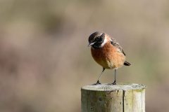 Stonechat, Blacktoft Sands RSPB.