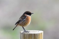 Stonechat, Blacktoft Sands RSPB.