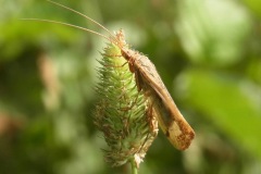 Caddisfly, Yorkshire Arboretum.