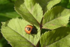 Early instar of Bronze Shield bug, Yorkshire Arboretum.