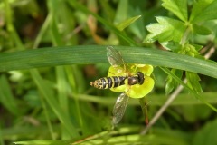 Female hoverfly Sphaerophoria sp., Yorkshire Arboretum.