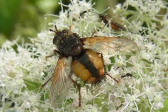 Tachina fera, Yorkshire Arboretum.