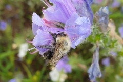 Bombus pascuorum on Viper’s Bugloss, Dunsville Quarry.