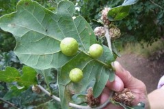 Cherry galls.