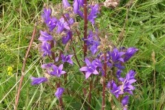 Clustered Bellflower.