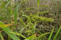 Cockspur grass.