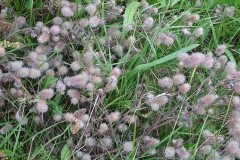 Haresfoot clover, Dunsville Quarry.