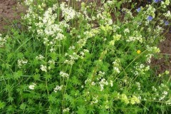 Hedge Bedstraw, Dunsville Quarry.