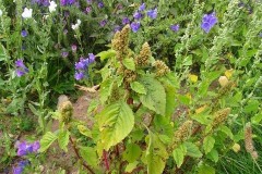 In the foreground, American Green amaranth.