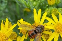 Tachina fera.