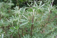 Tree Lupin, Dunsville Quarry.