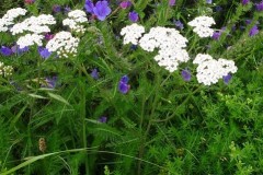 Yarrow, Dunsville Quarry.