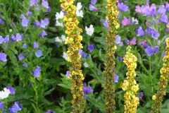 Figure 8Mullein