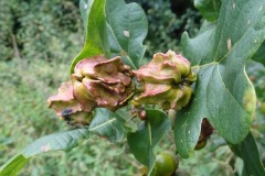 Figure 1. Knopper galls