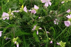 Figure 3 Musk Mallow