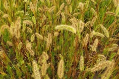 Figure 6. Cultivated grass