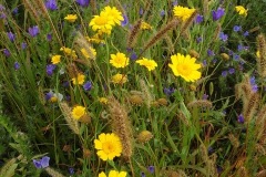 Figure 9corn marigold