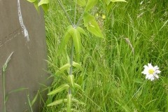 Caper Spurge Euphorbia lathryis, Finningley Churchyard.