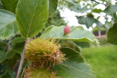 Mikiola fagi . Plant gall on beech leaf, Finningley Churchyard. Photo by Tricia Haigh